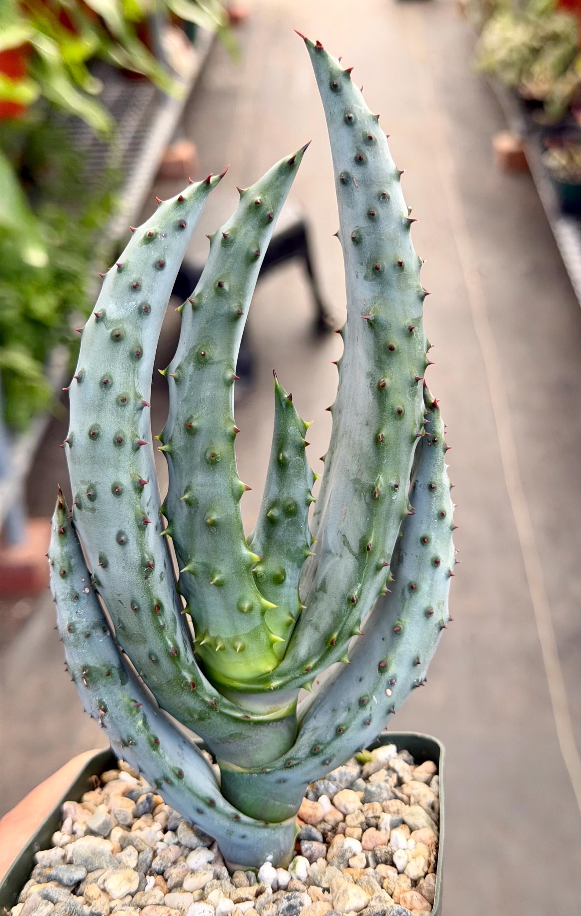 Medusa Aloe Plant - Etsy