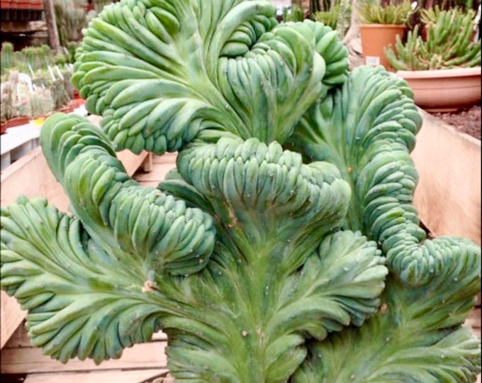 4 Pot Blue Candle Crest Cactus Myrtillocactus Geometrizans Cristata See