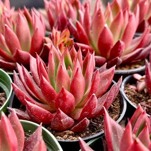 4&quot; Pot of Echeveria agavoides &#39;red star&#39;