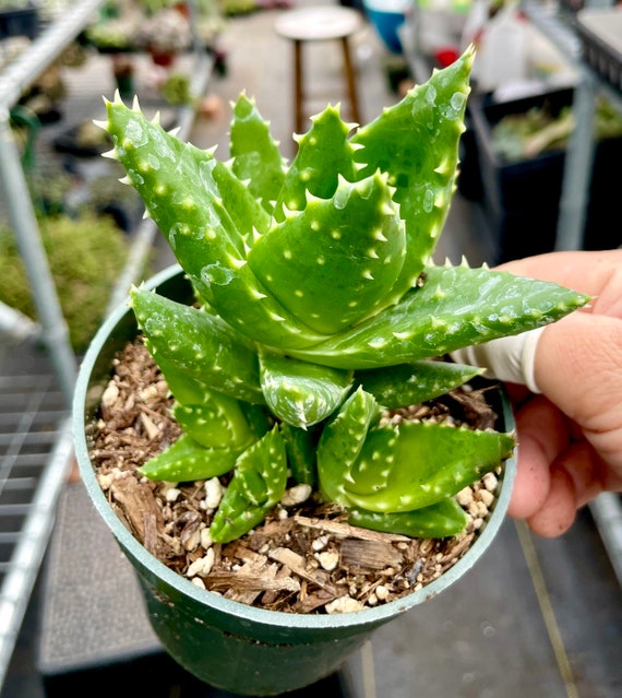 4", 6 Pot of Mitre Aloe Perfoliata Rubble Aloe - Shipped Bare Roots - Etsy