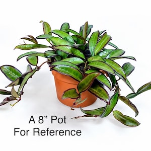 May include: A Hoya plant with elongated, pointed green leaves featuring dark purple margins, planted in an 8-inch terracotta-colored pot. The text A 8" Pot For Reference is printed below the plant, indicating the size of the container.