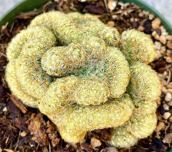 4", 6, 8 Pot of Elongata Cristata Brain Cactus Rare Succulent Plant - Etsy