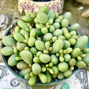 Dragon Tail Succulent - Etsy
