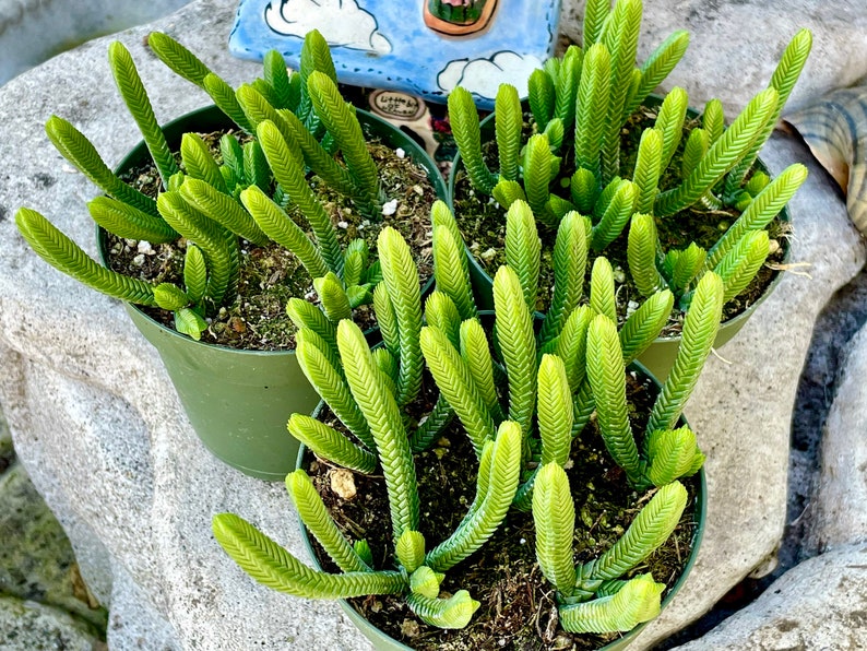 2, 4 Pot of Crassula Muscosa Imperialis Large Watch Chain Succulent Plant image 4