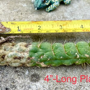 Eulychnia Castanea Varispivalis Cactus Rare Cactus 4, 6, 8 Long image 5