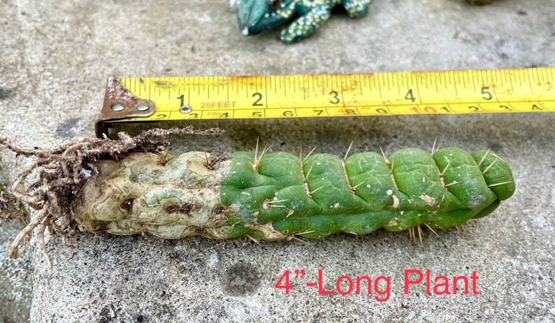 Eulychnia Castanea Varispivalis Cactus Rare Cactus 4, 6, 8 Long image 5