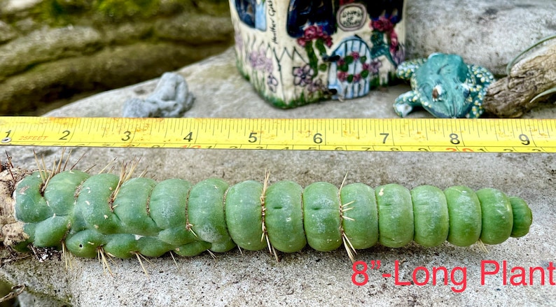 Eulychnia Castanea Varispivalis Cactus Rare Cactus 4, 6, 8 Long image 8