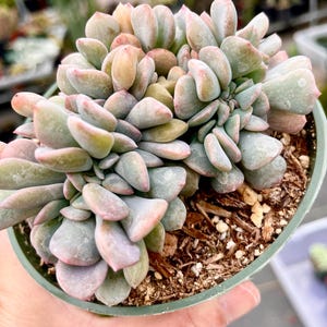 4&quot; Pot of Echeveria Cubic Frost Cristat Rare Crested Succulent Plant - Shipped in a Pot