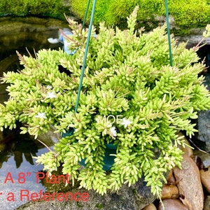 4”, 6&quot; Pot of Rhipsalis mesembryanthoides Jungle Cactus Houseplant Indoor Plant