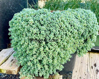 2”, 4" Pot of Sedum Major Dasyphllum Corsican Stonecrop Succulent Plant - Shipped in a Pot