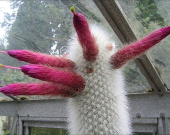 Echinocereus Relictus RP75 25 Seeds - Etsy