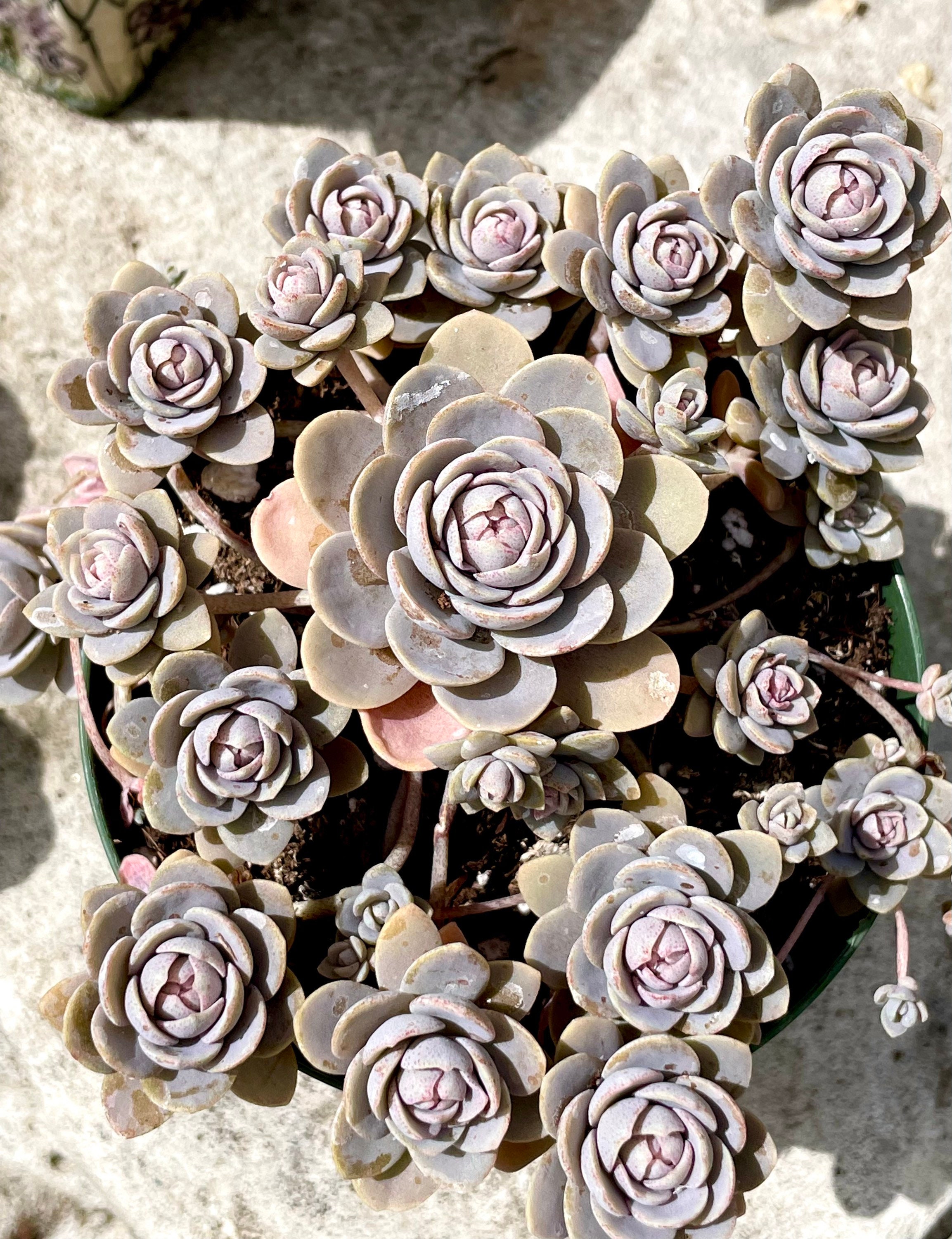 2", 4” Pot of Orostachys iwarenge Chinese Dunce Cap Rare Scucculent Plant