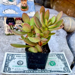 2, 4, 6 Pot of Crassula Swaziensis Money Maker Succulent Plant Shipped it Bare Roots image 2