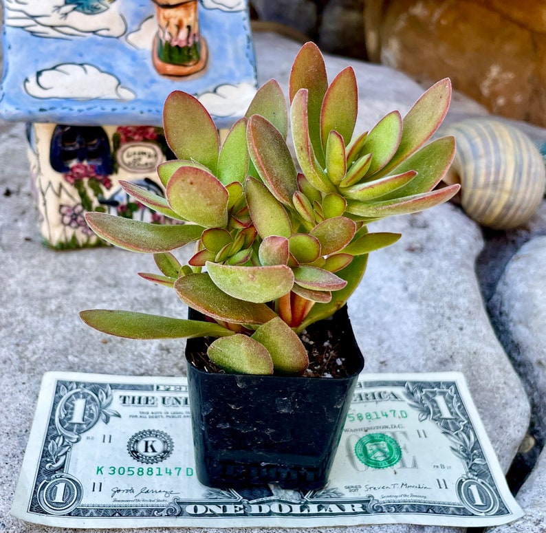 2, 4, 6 Pot of Crassula Swaziensis Money Maker Succulent Plant Shipped it Bare Roots image 2