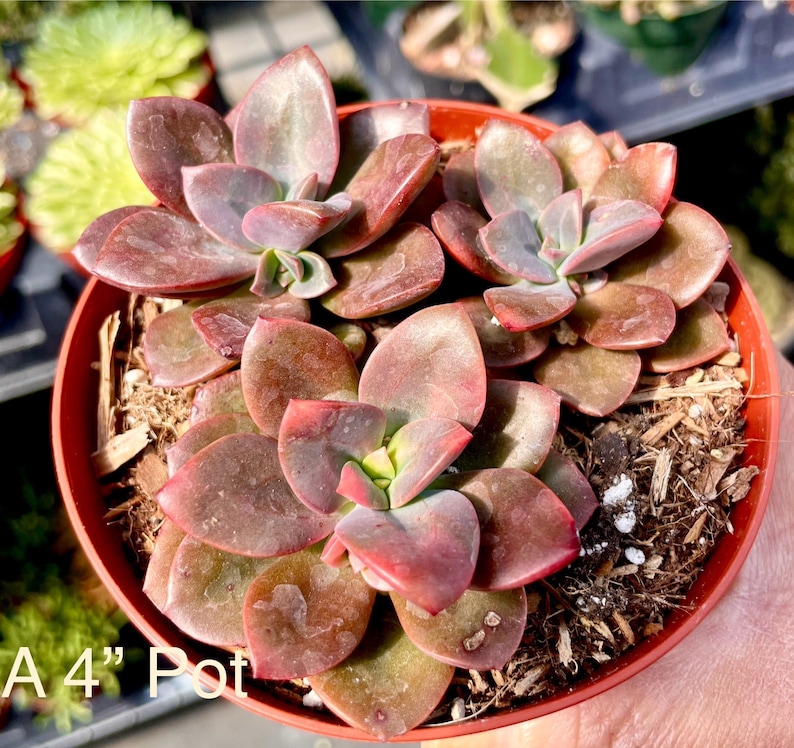 2 4 Pot of Echeveria Chroma Variegated Succulent Plant-See last two pictures for 4 pots image 5