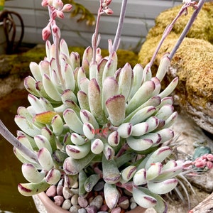 2", 4”, 6”, 8” Pot of Cotyledon Orbiculata OOphylla Lady Fingers Live Succulent Plant