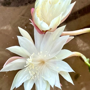May include: Two white cactus flowers with delicate petals and yellow centers. The flowers are in bloom and have a soft, delicate appearance.