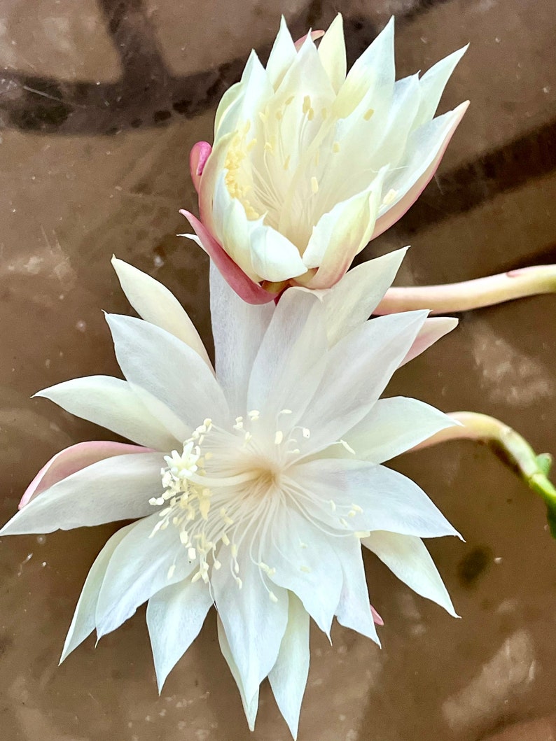 May include: Two white cactus flowers with delicate petals and yellow centers. The flowers are in bloom and have a soft, delicate appearance.