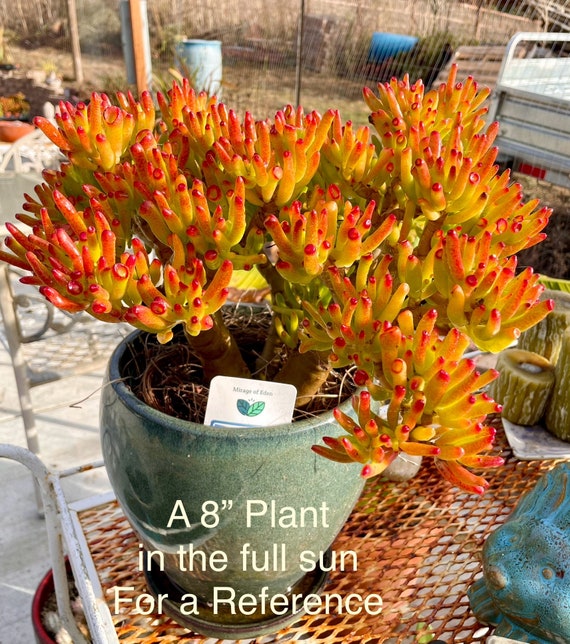 Crassula Ovata 'et's Fingers' Jade Plant: 'lady Fingers' Succulent - Etsy