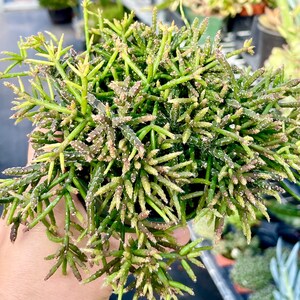 2, 4, 6, 8 Pot of Rhipsalis Baccifera Houseplant Indoor Plant image 3