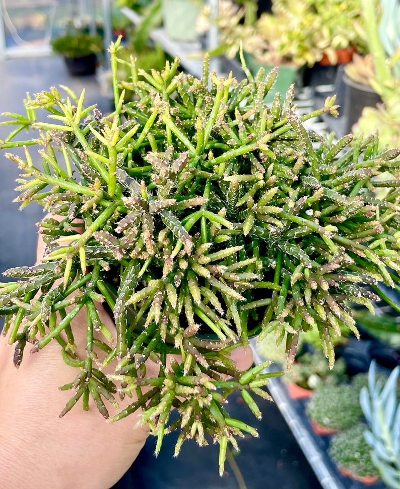 2, 4, 6, 8 Pot of Rhipsalis Baccifera Houseplant Indoor Plant image 3