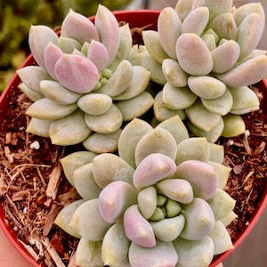 2&quot;, 4” Pot of Sedeveria Lilac Mist Succulent Plant