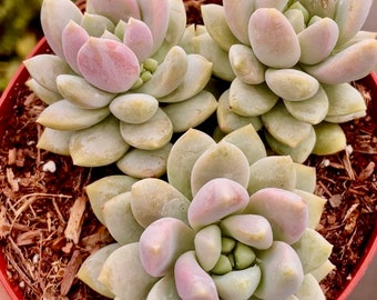 2", 4” Pot of Sedeveria Lilac Mist Succulent Plant