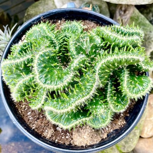 Opuntia Cylindrica - Etsy