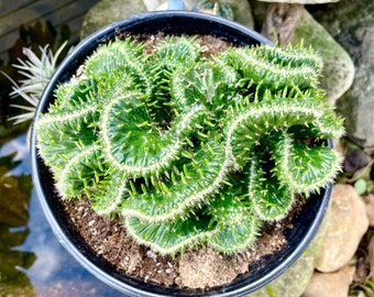 4”, 6”, 8” Pot Crest Cactus, Emerald Idol Cactus, Opuntia