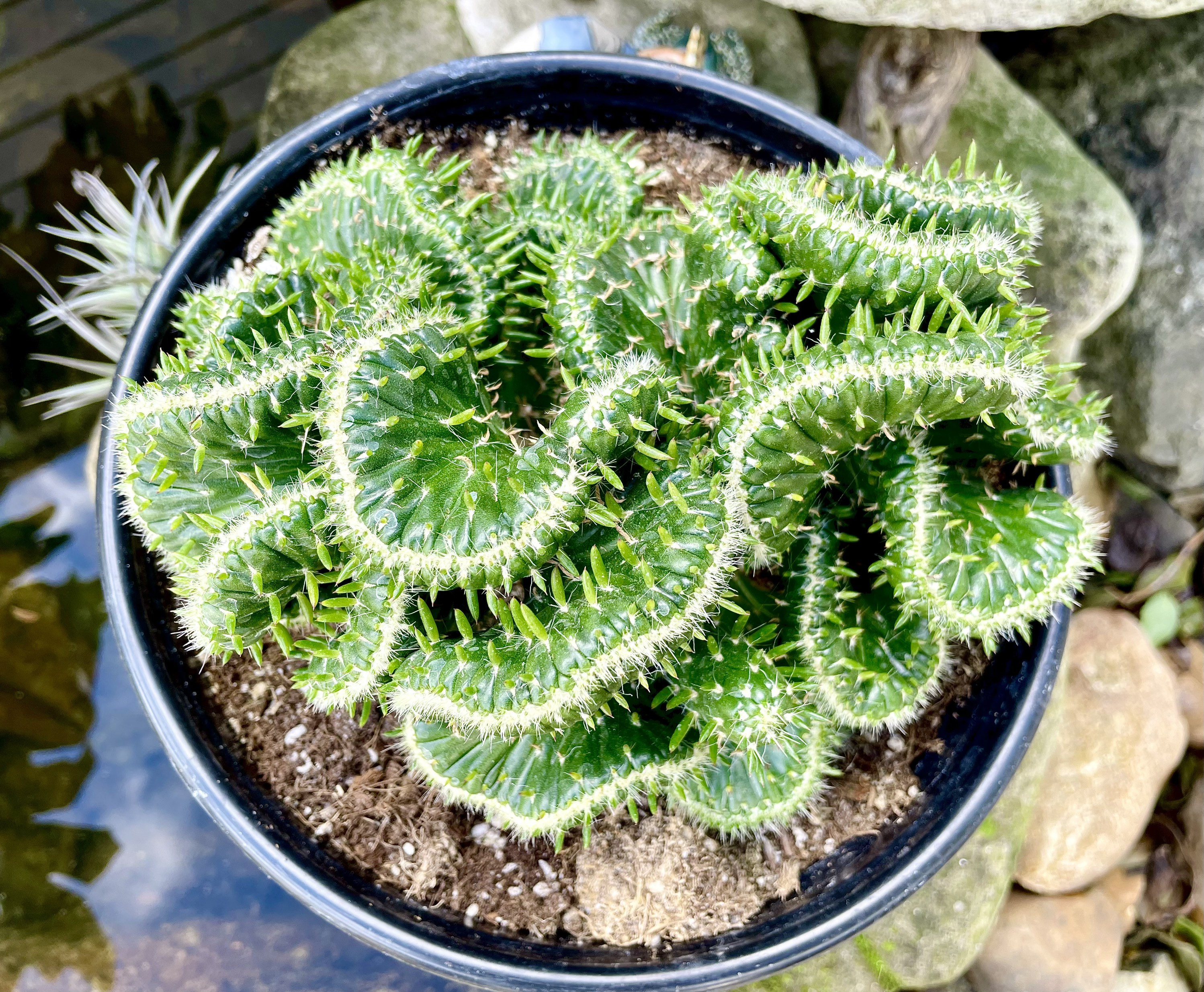 Crested Blue Candle Cactus - Etsy