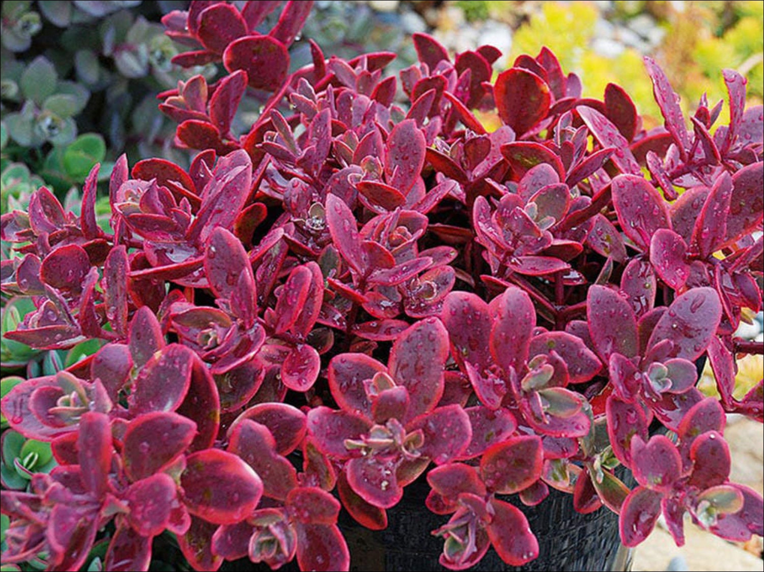4" Pot of Sedum Sunsparkler Wild Fire Live Succulent Plant