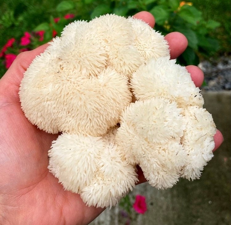 Double Extraction 5 Mushroom Tincture Organically Grown Chaga, Turkey