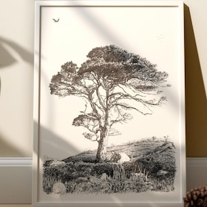 Scots Pine - original giclée print - pine tree pen and ink drawing - nature art