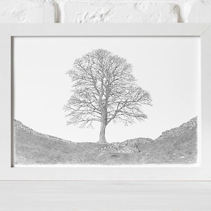 Sycamore Gap - giclée print - original art - sycamore tree - wall art - nature art - Hadrians wall - Northumberland