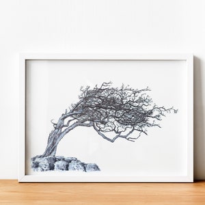 Windswept hawthorn tree - pen and ink drawing - original art print - A4 giclée print - wall art