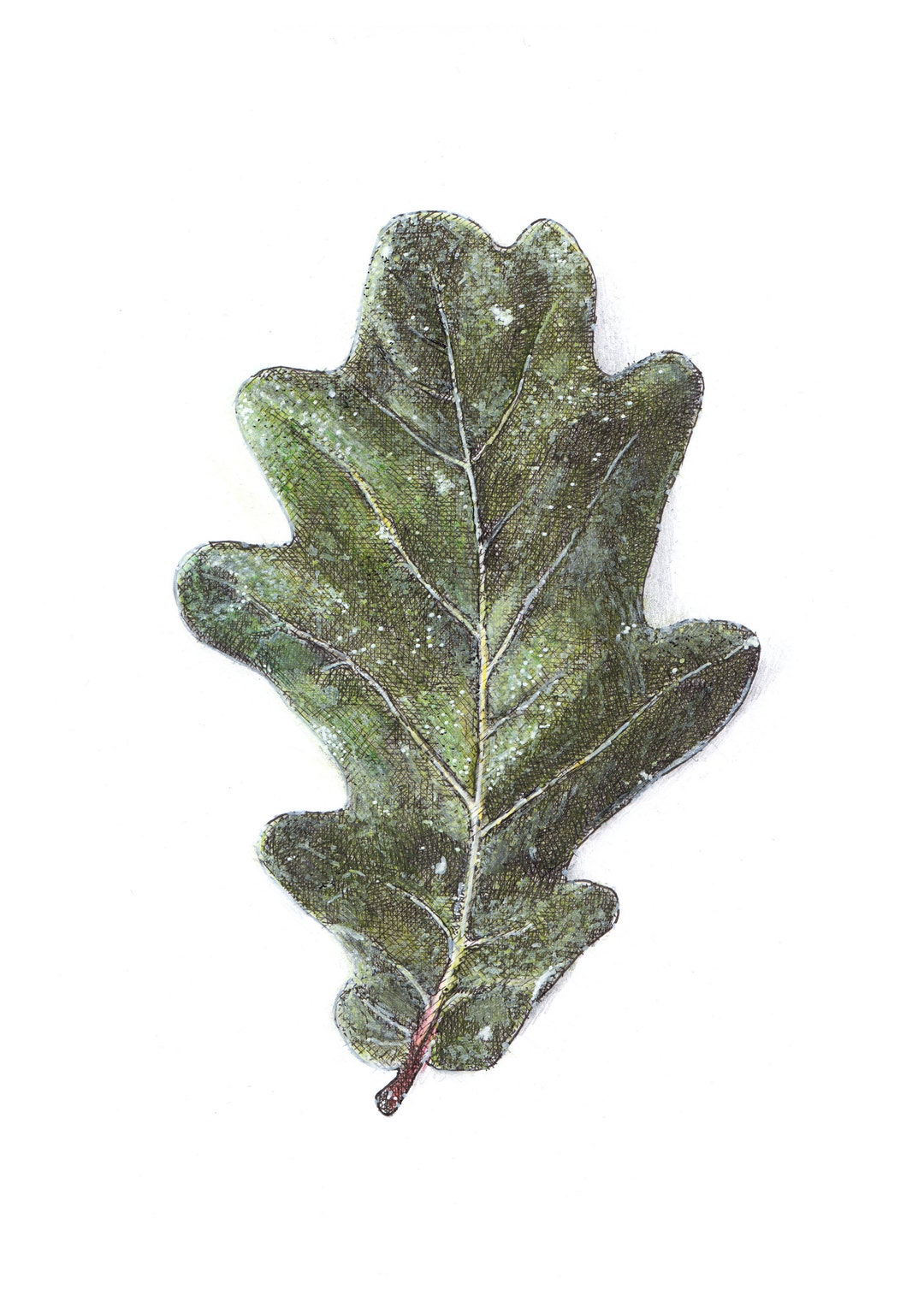Oak Leaf Drawing - Original Giclée Print - Pen and Ink Drawing - Nature ...
