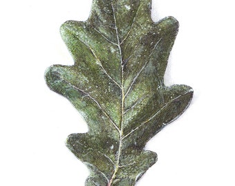 Può includere: Un disegno dettagliato di una foglia di quercia in tonalità di verde, con venature visibili e una superficie testurizzata.