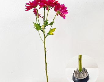34mm (1.34&quot;) Diameter Heavy Duty Floral Pin Frogs Kenzan Brass Pins Lead Base Flower Holder Floral Arranger Japanese Ikebana Vases