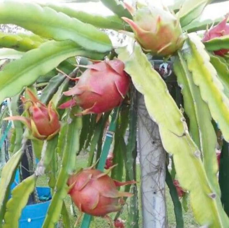 2 Organic Pink Dragon Fruit pitaya Plant Cuttings 812 Etsy