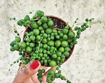 Senecio rowleyanus - String of pearls boutures en terre, plante collier de perles