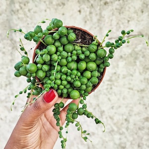Senecio rowleyanus - Parelsnoer stekken in aarde, parelsnoer plant
