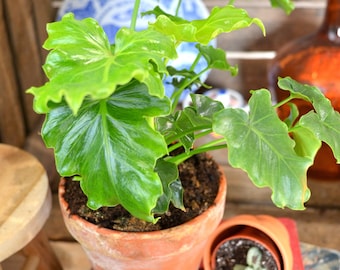 Philodendron Atlantis (and not a colocasia)