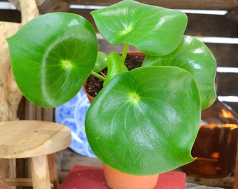 Peperomia Regentropfen (M)