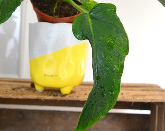 Philodendron GOLDEN DRAGON (M)