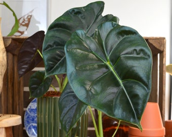 Alocasia Golden bone (L)