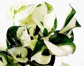 Rare Epipremnum Harlequin- RARE Super White Cultivar of Epipremnum Aureum Harlequin: 3-4 leaves