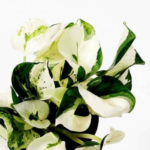 Sällsynt Epipremnum Harlequin