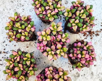 Annecampseros Sunrise, Plante grasse succulente très colorée