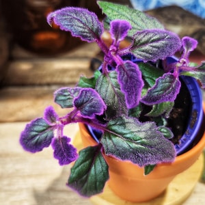 Gynura Purple Passion - Rare Indoor Plant with Velvety Purple Leaves - Ideal for Interior Decoration