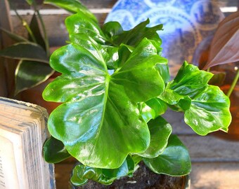 Philodendron Selloum ATOM